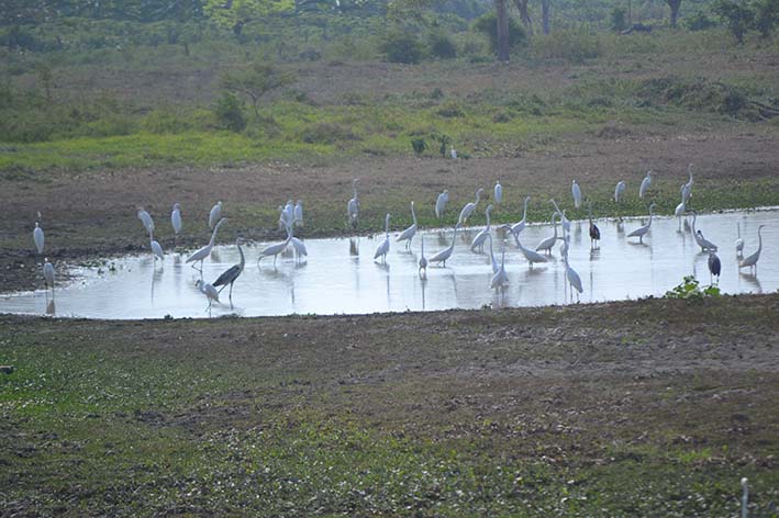 Al estar rodeado de ciénaga y ríos, San Zenón ofrece mágicos paisajes, que pueden ser contemplados por sus visitantes en varias zonas de playa; por ejemplo, la Isla de Angostura.