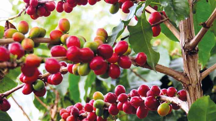 Café de la Sierra Nevada de Santa Marta