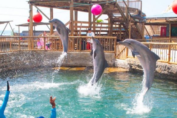 Los delfines son las estrellas del Acuario Rodadero.